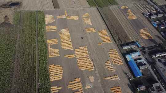 航拍玉米收成场院的大地村庄视频素材模板下载