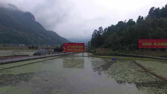 雷波马湖莼菜