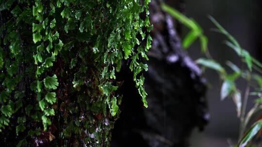 原始森林树叶草植物下雨水滴