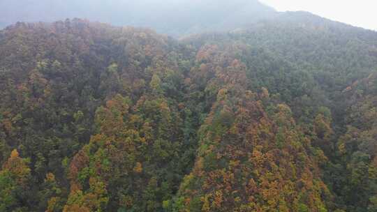 漫山红叶巴中光雾山附近