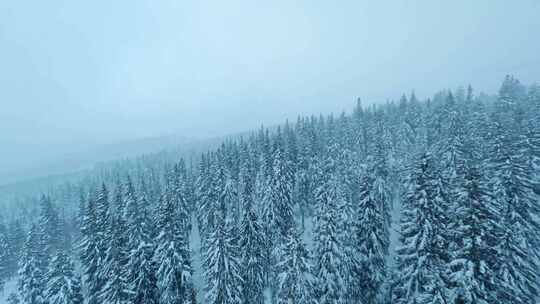 雪，冰冻，森林， Fpv