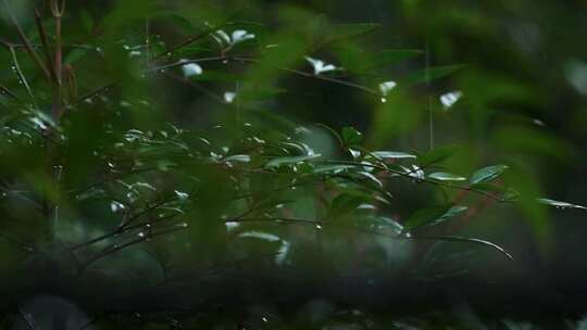 春天雨季雨滴树林树叶升格空镜