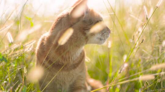 阳光草丛与猫咪