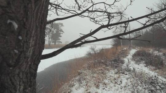 树枝上残留的雪