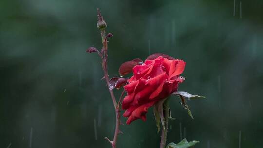 雨中的红色玫瑰特写镜头