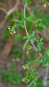 4K竖屏植物素材——杠柳