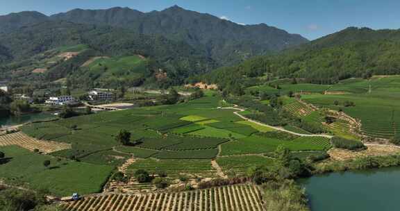 茶叶茶园武夷山茶庄大自然茶园