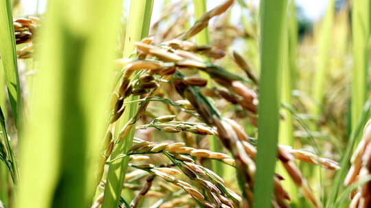 阳光下的水稻特写农业农作物视频素材模板下载