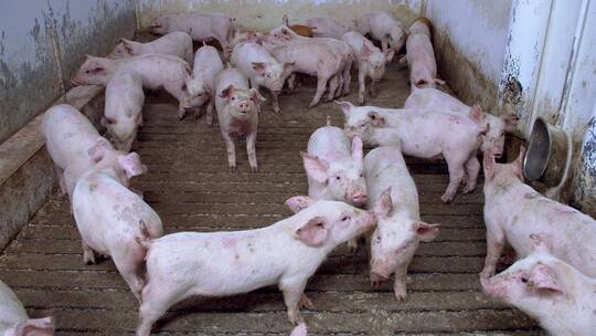 猪养殖小猪视频素材模板下载