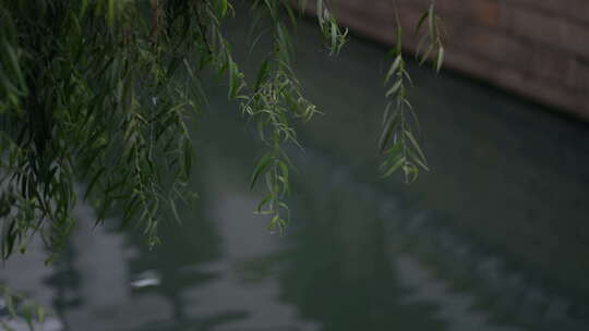 柳树 水 柳树飘动 宣传片空镜