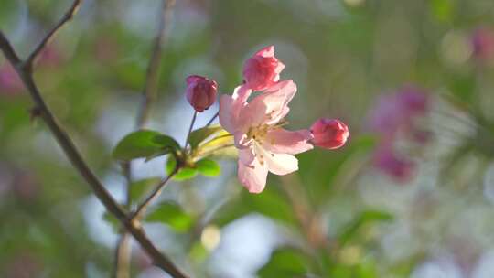 春天苏州园林阳光下的海棠花