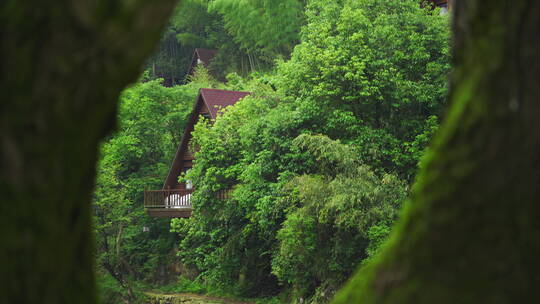 树洞前景林中小屋