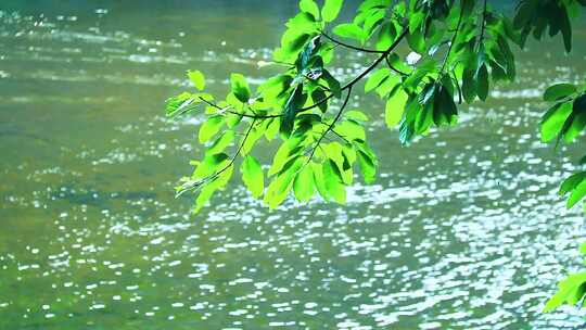 波光粼粼水面 波纹 嫩绿水面 绿树叶