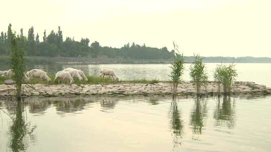 湖面 水面 羊群