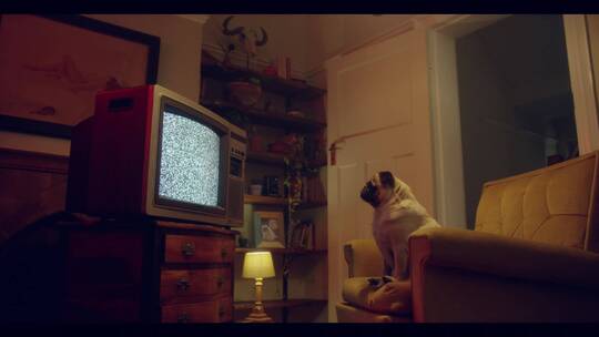 狗看没有信号的电视