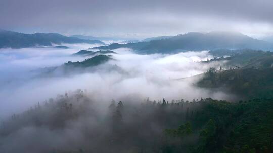 航拍茶山