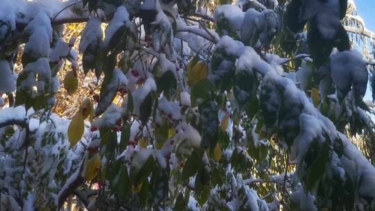 实拍 冬天 暴雪 树枝 树叶 雪景视频素材模板下载