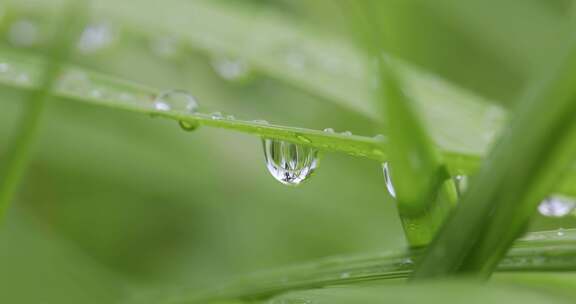 叶子上的露珠水珠雨珠特写