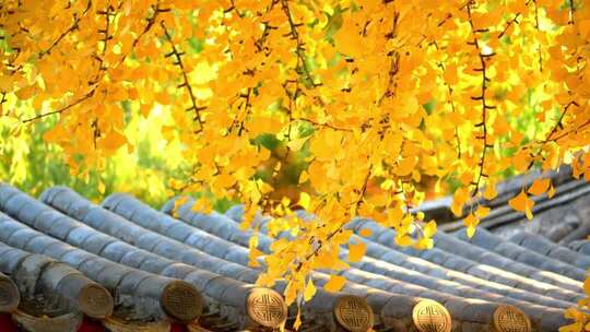 皇家园林古建筑秋天