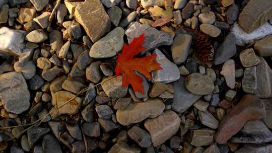 在石头上的一片红枫叶
