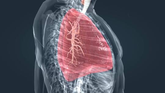 支气管肺呼吸肺功能呼吸道肺炎医学三维动画