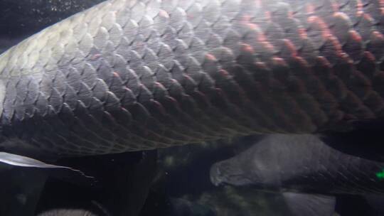 水族馆水族箱水下鳞片水怪