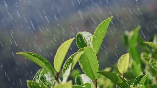 茶山茶园红茶绿茶茶叶种植