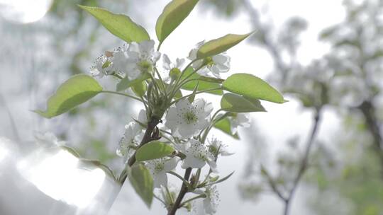 梨花 空镜头 白色的梨花