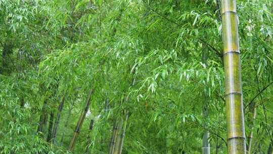 下雨天茂密的竹林枝叶繁茂生机勃勃的景象