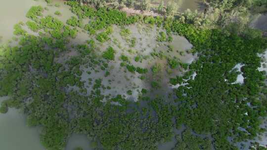 红树林国家湿地公园红树林白鹭飞翔