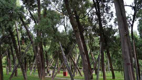 园林柏树公园洛阳旅游景点汉光武帝陵