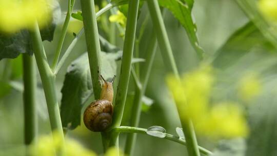 油菜花与蜗牛