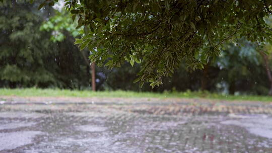 雨中的森林