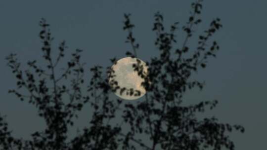 树枝月亮树梢满月中秋月夜视频素材模板下载
