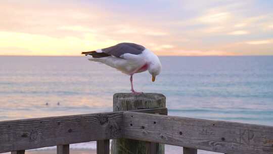 日落时海边的海鸥