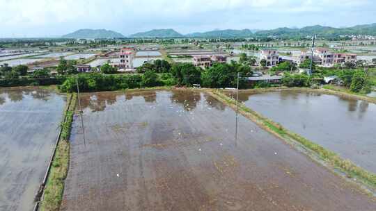 4K120p升格白鹭湿地乡村农田生态保护视频素材模板下载