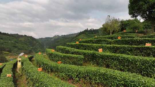 仙人山景区布央茶园航拍