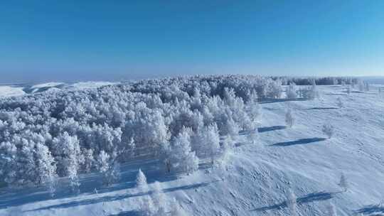 苍茫雪原上银装素裹白桦林