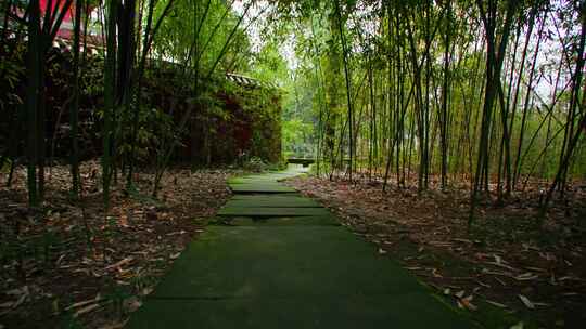 幽静公园竹林小路漫步