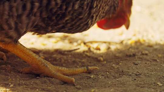 土鸡溜达鸡走地鸡生态养殖视频素材模板下载