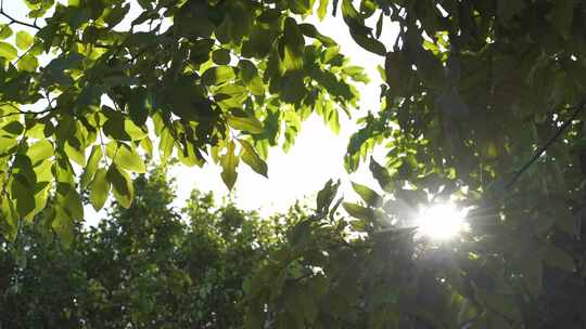 阳光透过树叶洒下景象