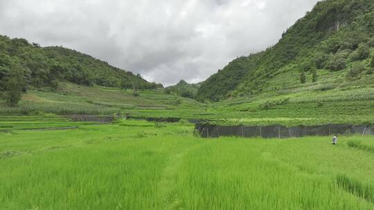 田地水稻航拍