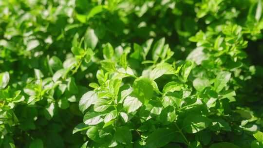 热带园林绿植 绿化 园林 小区绿化