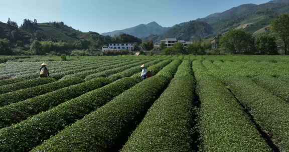 茶叶茶园武夷山茶庄大自然茶园