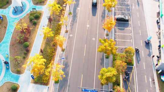 秋天城市道路秋色风景