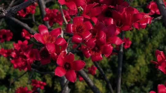 盛开的红色木棉花特写