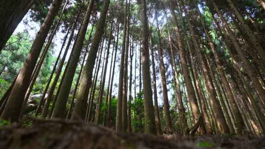 森林 森林植被 原始森林