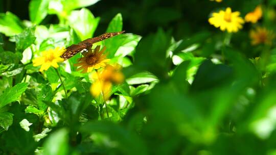 阳光下花丛中采蜜的蝴蝶4K超清视频