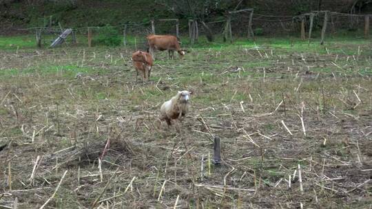绵羊和小母牛在田里打架