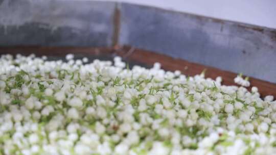 升格慢动作微距特写茉莉花与茉莉花茶制作